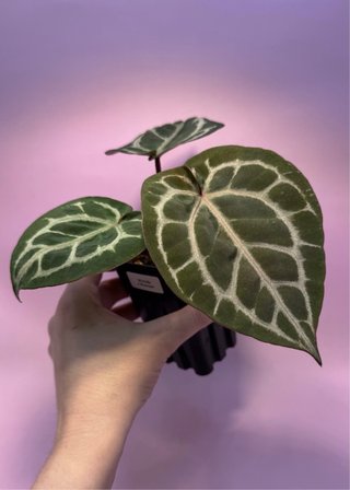 Anthurium Michelle x Mystique