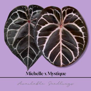 Anthurium Michelle x Mystique