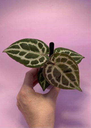 Anthurium Michelle x Mystique