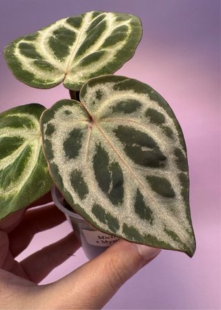 Anthurium Michelle x Mystique