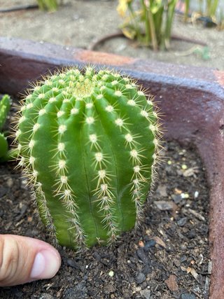 Pack 4 Cactus y Planta Suculenta