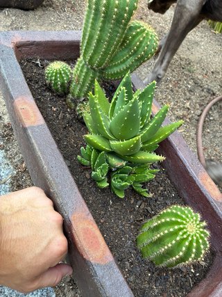 Pack 4 Cactus y Planta Suculenta