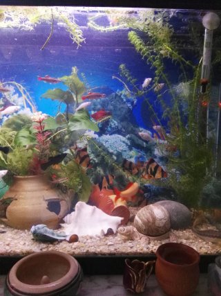 Acuario, pecera de 80 litros