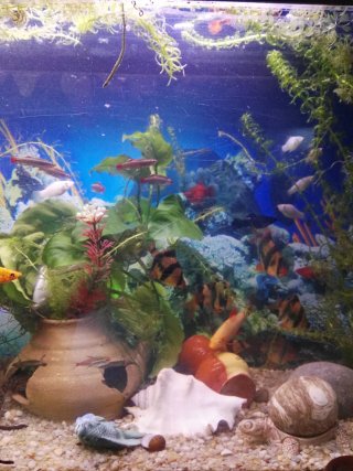 Acuario, pecera de 80 litros