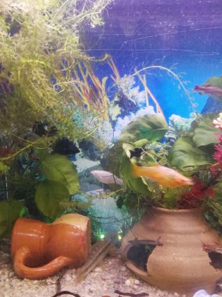 Acuario, pecera de 80 litros