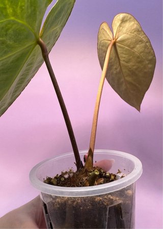 Anthurium Silver Blush Mint Variegata