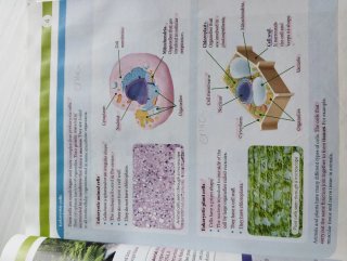 Libro Biology and geology 1°ESO Santillana