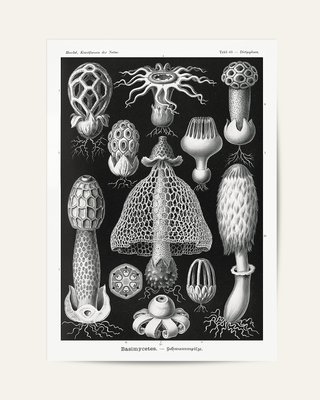 POSTER BOTANICO VINTAGE ERNST HAECKEL 1904