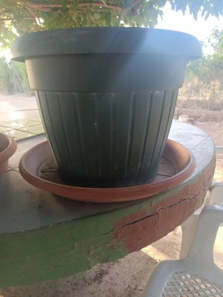 Lote Macetas Terracota y Plástico