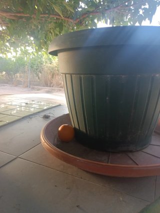 Lote Macetas Terracota y Plástico