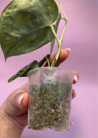 Scindapsus Tricolor