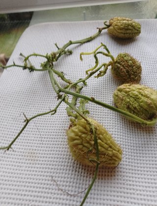 Chayotes germinados