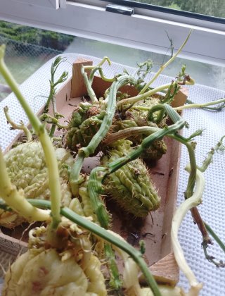 Chayotes germinados
