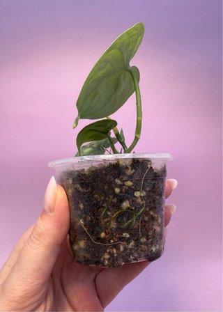 Scindapsus Lucens