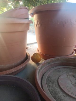 Lote Macetas Plástico Marrón y Morado