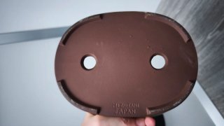 Maceta bonsai cerámica japonesa beige