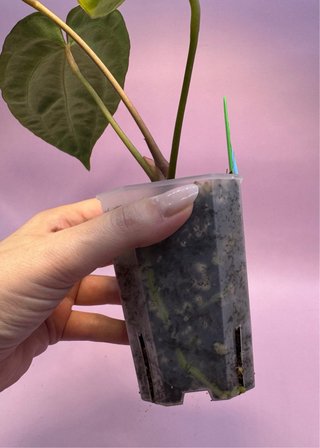 Anthurium Magnificum x (Crystallinum x Besseae)