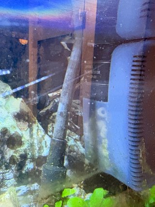 Acuario 100L ica Acualed 100L Agua Dulce