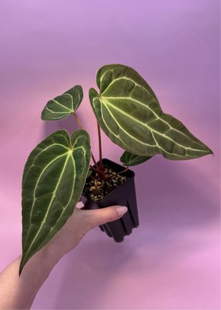 Anthurium Magnificum x (HU x Red Spider)