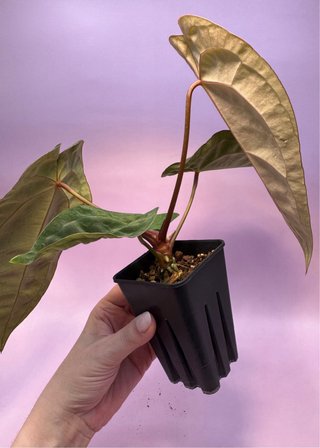 Anthurium Papillilaminum ‘Volturi’ x Michelle