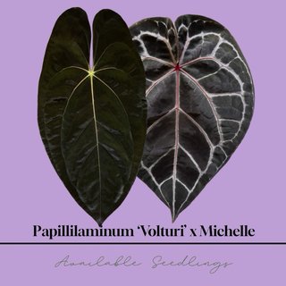 Anthurium Papillilaminum ‘Volturi’ x Michelle