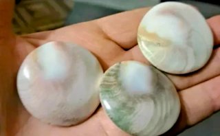 3 grandi opercoli di conchiglia occhio di Shiva