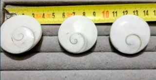 3 grandi opercoli di conchiglia occhio di Shiva