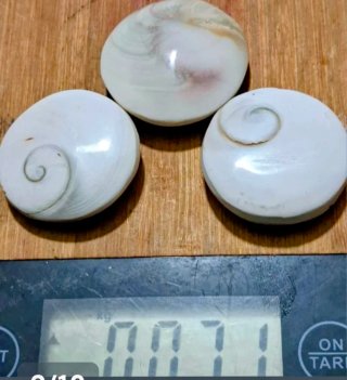 3 grandi opercoli di conchiglia occhio di Shiva