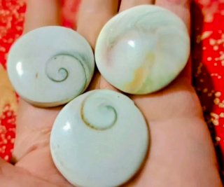 3 grandi opercoli di conchiglia occhio di Shiva