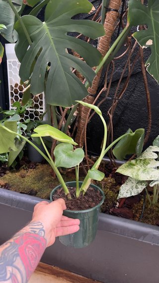 Monstera Deliciosa Planta Joven