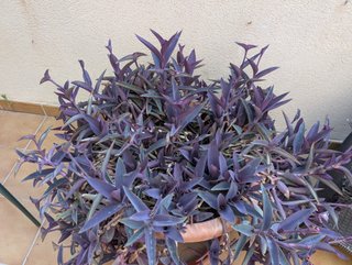 Planta Amor de hombre morada
