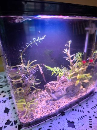 Pecera 6L completa