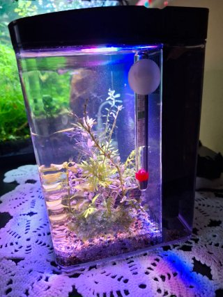 Pecera 6L completa