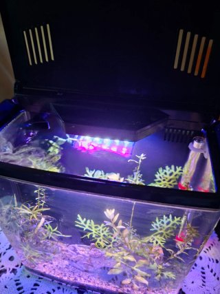 Pecera 6L completa