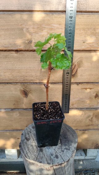 Planta de parra variedad uva blanca