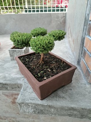 Bonsái Tomillo 4 Copas