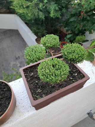 Bonsái Tomillo 4 Copas