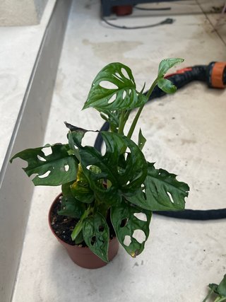 Monstera Adansonii Planta