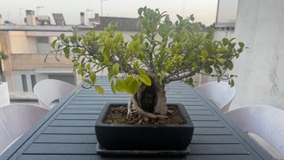 Bonsái Ficus mas de 20 años