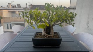 Bonsái Ficus mas de 20 años