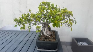 Bonsái Ficus mas de 20 años