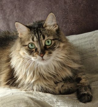 Catsitter o cuidadora de gatos