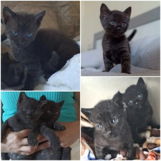 Catsitter o cuidadora de gatos