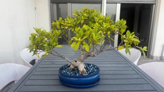 Bonsái Ficus con más de 15 años