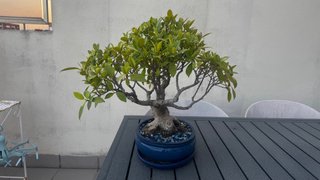 Bonsái Ficus con más de 15 años