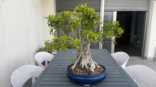 Bonsái Ficus con más de 25 años