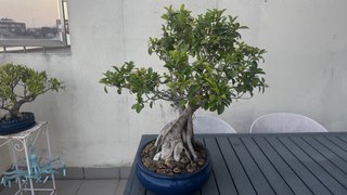 Bonsái Ficus con más de 25 años