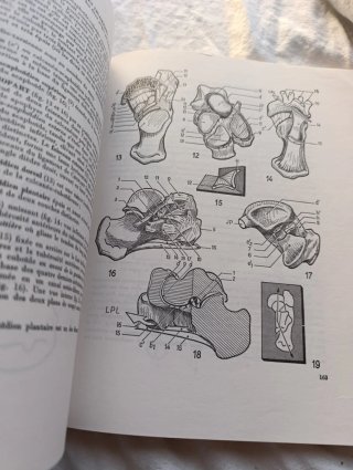 Libro medicina fisiología articular