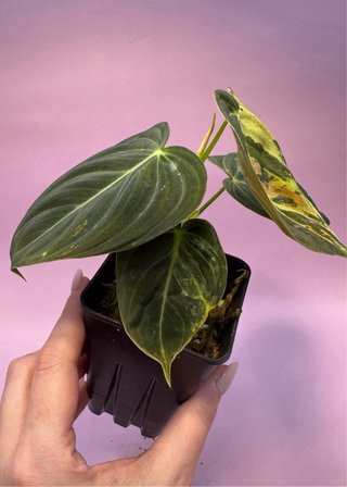 Philodendron Melanochrysum Variegata