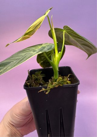 Philodendron Melanochrysum Variegata